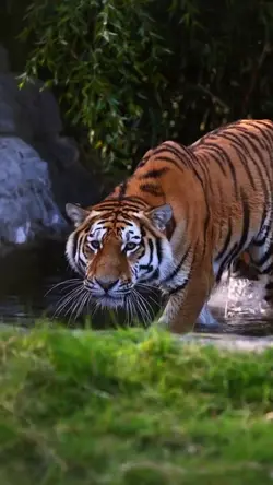 Animal nature