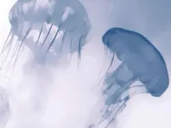 ㅤ──  𝙱𝗅uᧉ  .ㅤ