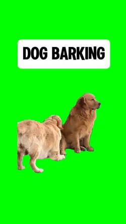 DOG BARKING