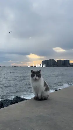u iaaa u iaa ui