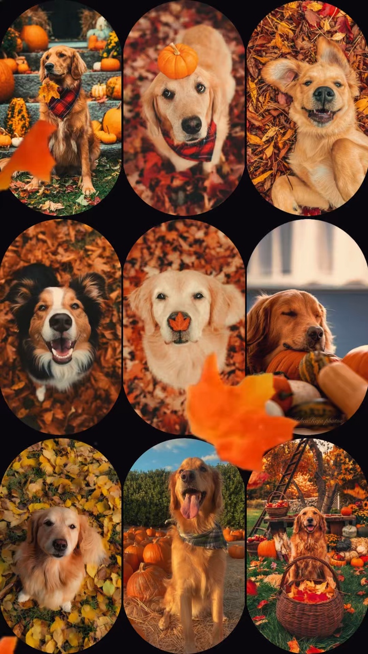 Chien en automne 