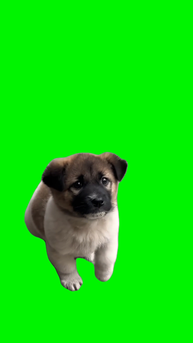 Cachorro Emocionado