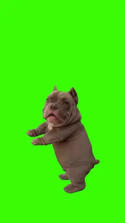 Dog/Cachorro