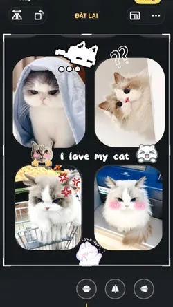 My cat