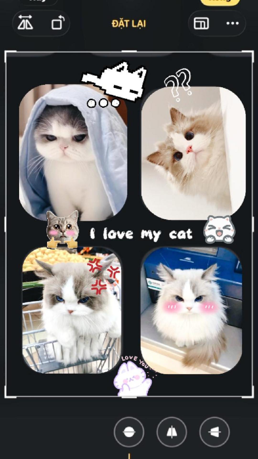 Mi gato