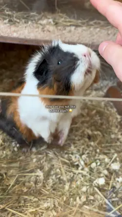 Guinea pigs!!