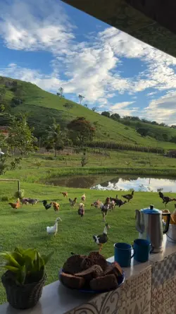 bom dia raiz 