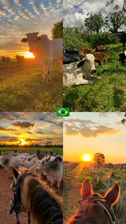 modão
