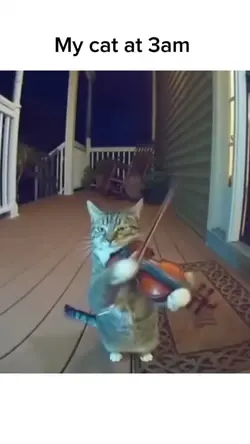 My cat at 3am