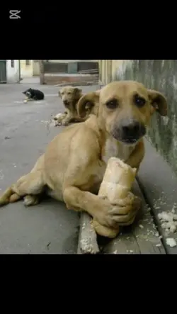 köpek edit