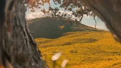 animals x slowmo
