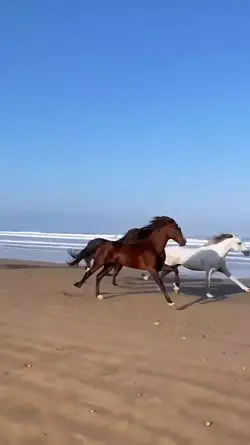 free horses slowmo