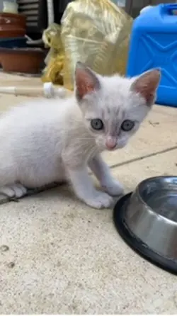 保護猫たちとの思い出