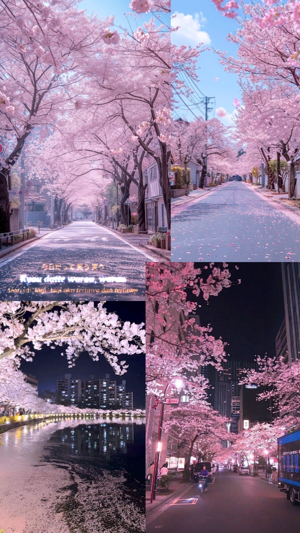 Sakura Jepang
