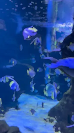 aquarium time