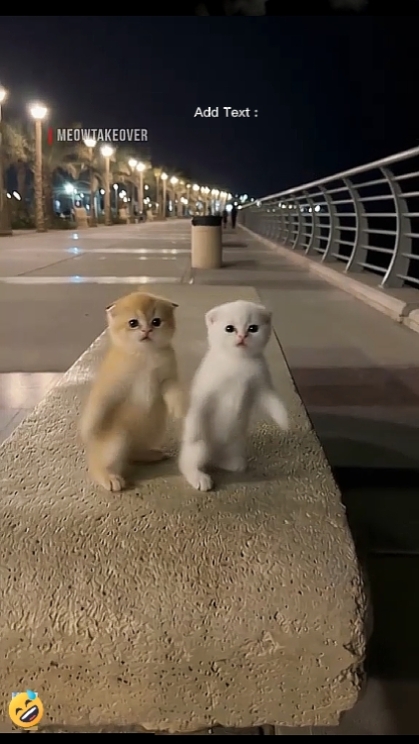 Kucing Lucu