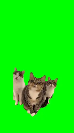 trio cat meme