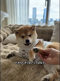 全然くさくない！足が臭い子犬の言い逃れ🐾