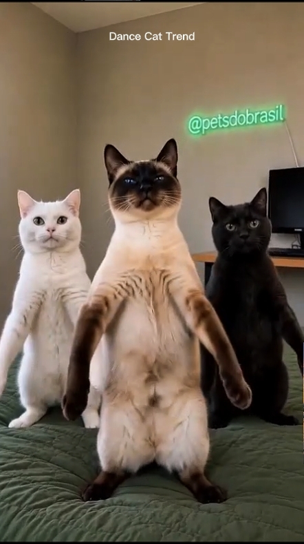 Dance Cat Trend