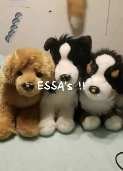 ESSA’s !!
