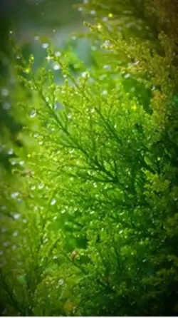 Relaxing instrumenta