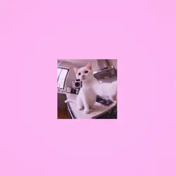 meow meow trend