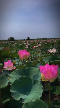 ស្រម៉ៃកាលនៅវ័យកុមារ🎼🍂
