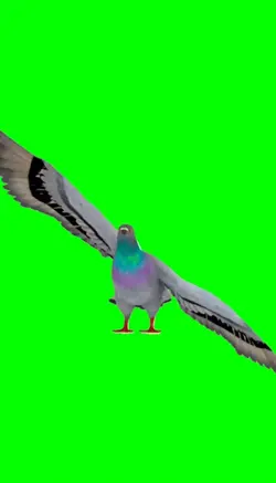 dancing pigeon