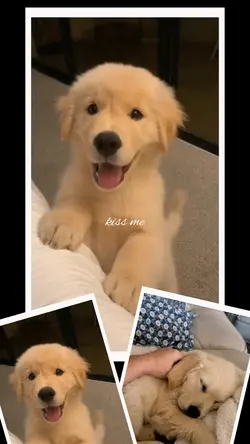 CUTE DOG TEMPLATE 