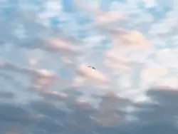freedom 🕊️