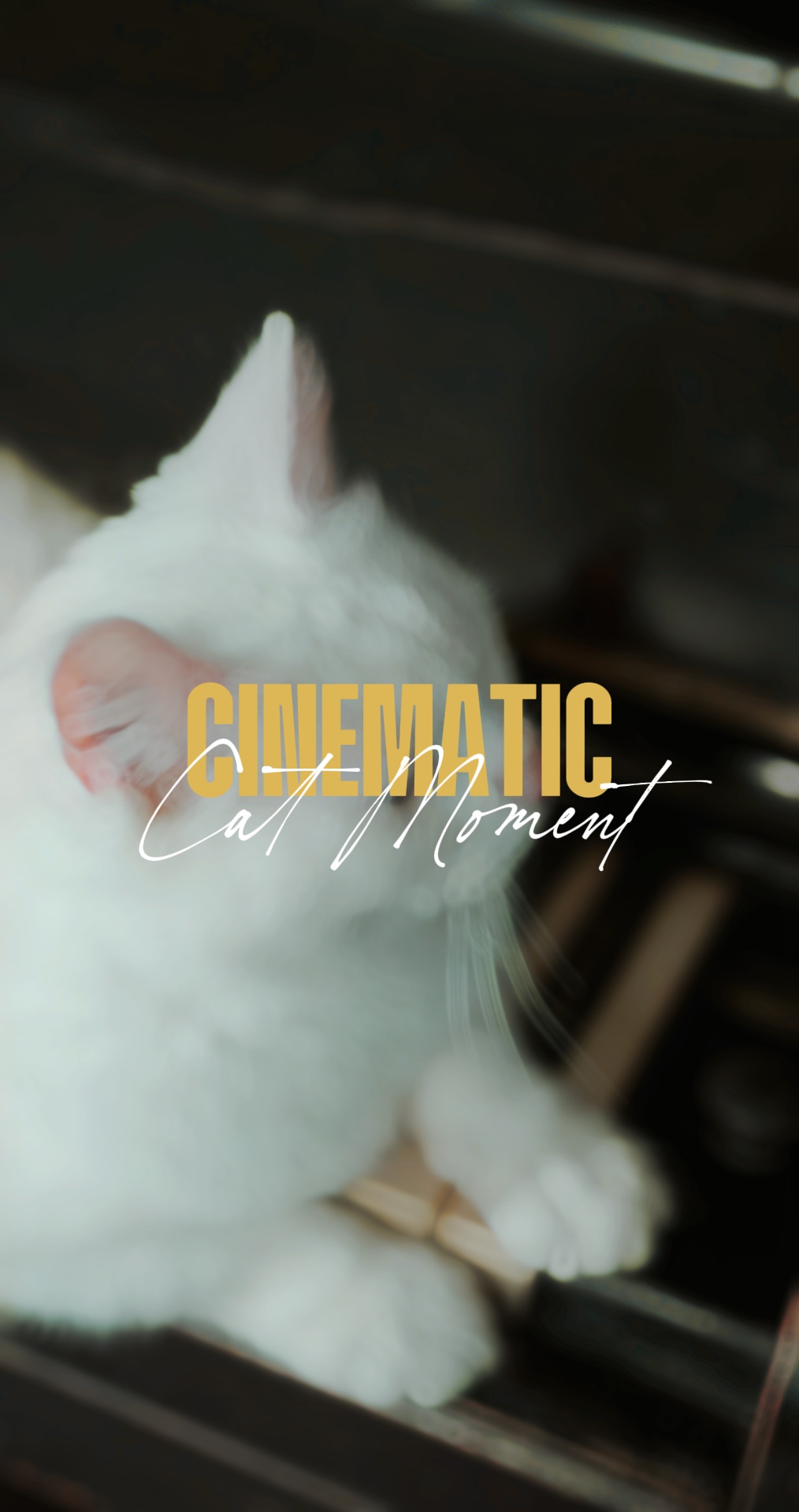 Katze Moment 