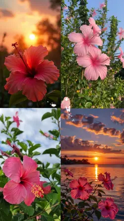 flowers collage 