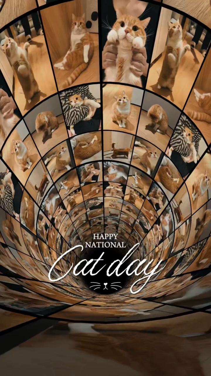 Dia Nacional do Gato 🐱