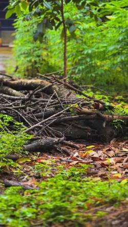 DALAM DIAM CINEMATIC