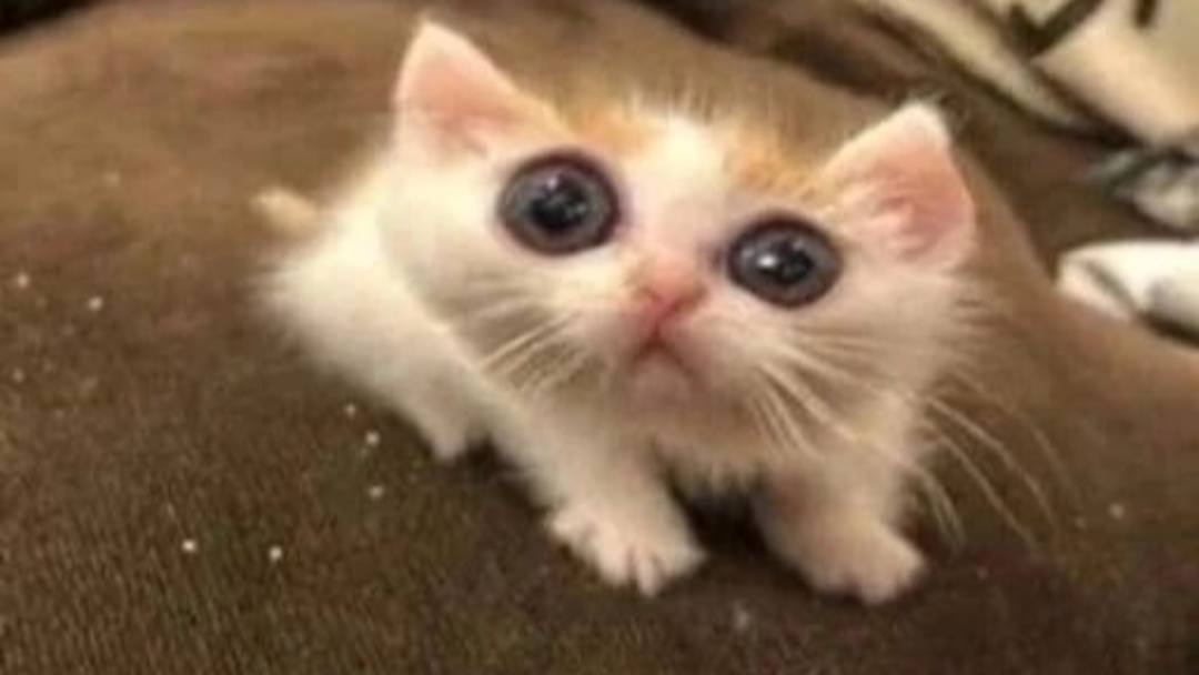 una plantilla normal