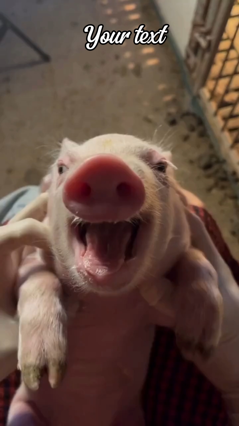 funny pig meme
