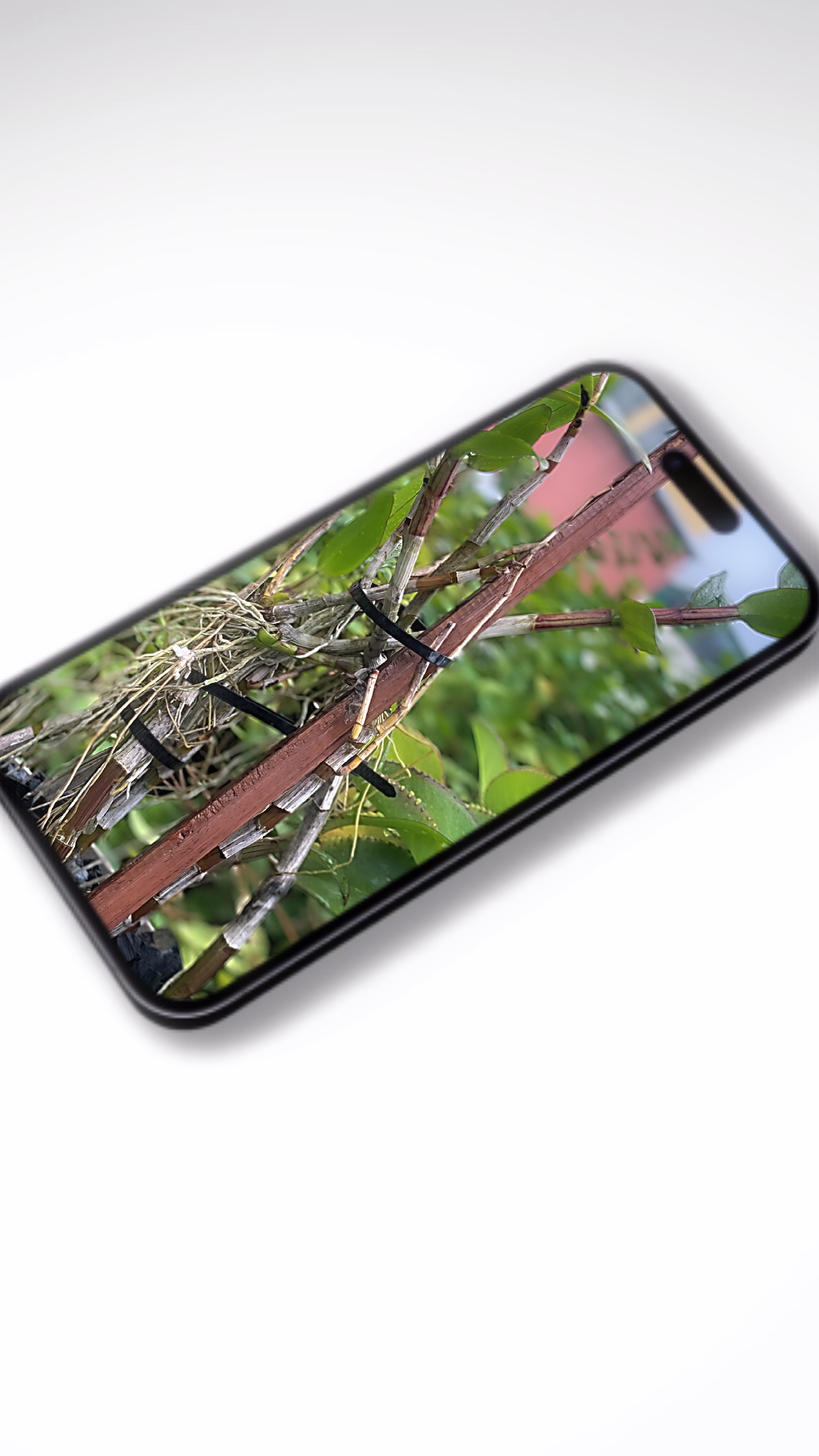 Cover Picture