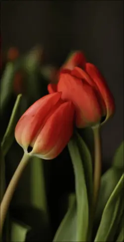 Red tulips kiss