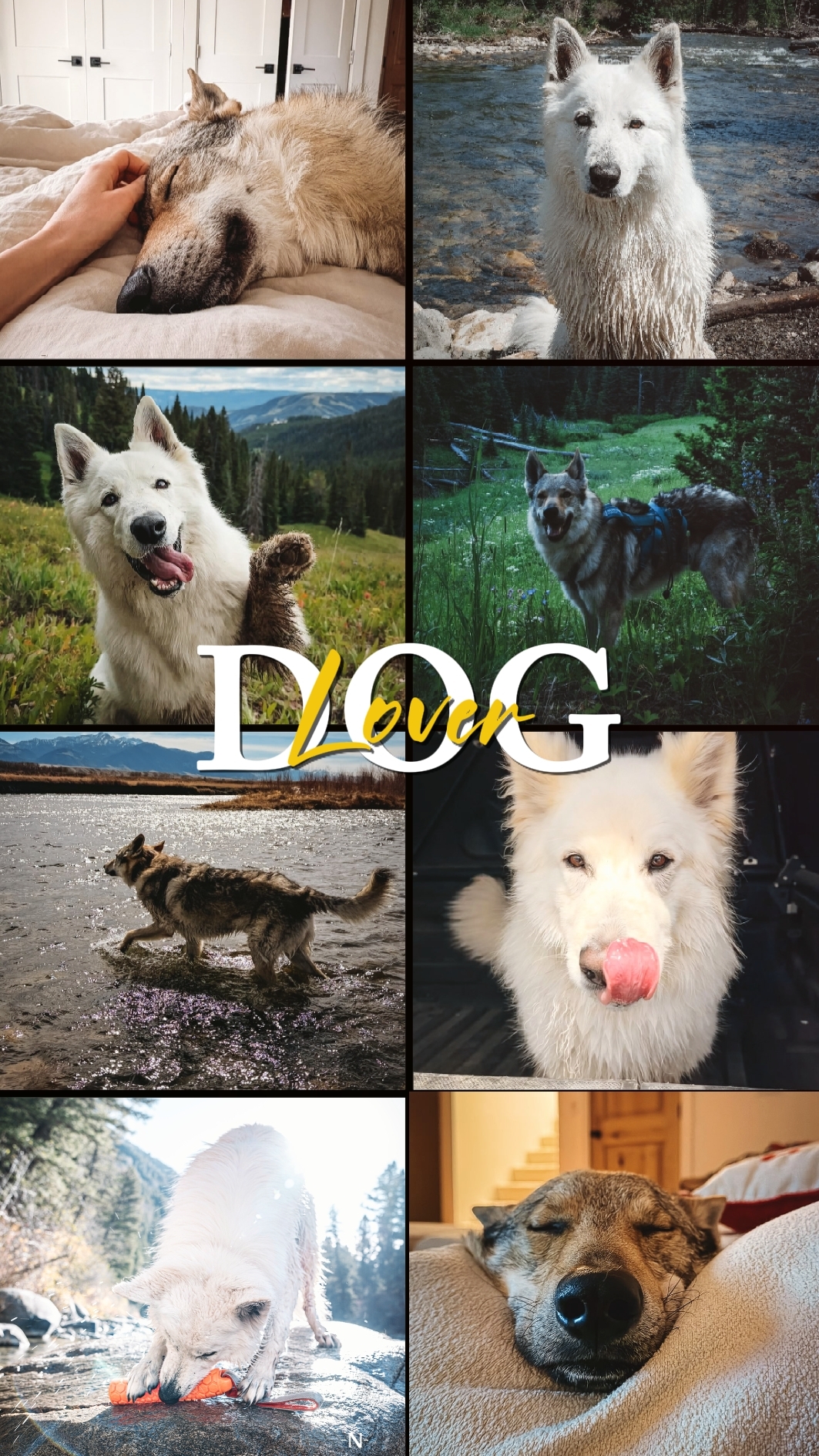 AMOUREUX DES CHIENS