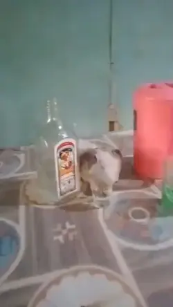 drunk pigeon