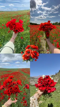 Gelincik çiçeğim 