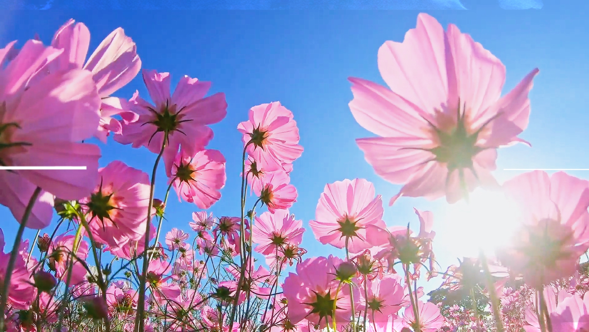 colorfull