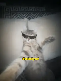 velocity/cat