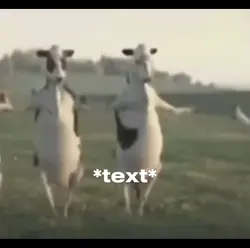 Dancing cows