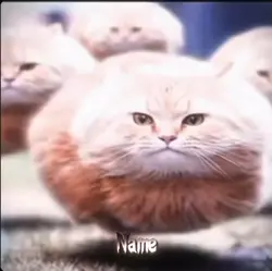 Spinning Cat