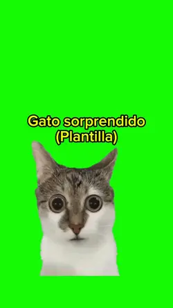 Gato sorprendido