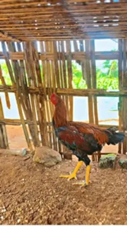 kata kata hoby ayam