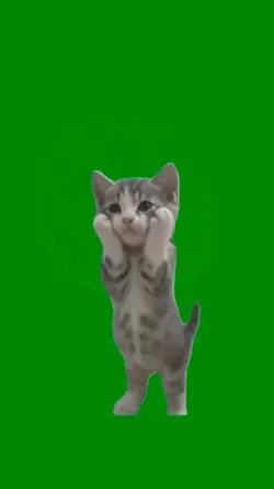 Cat meme