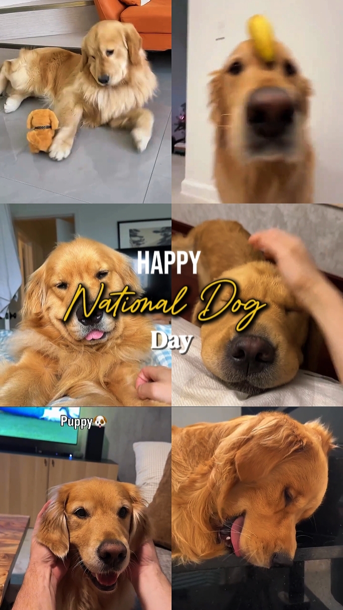 National Dog Day 