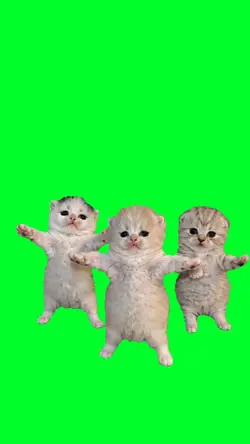 Cute kittens dance